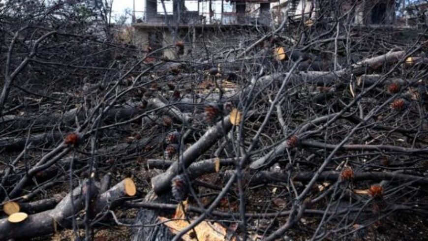 Απλοποιείται η διαδικασία υλοτόμησης δέντρων σε ιδιωτικές εκτάσεις, εκτός ορίων οικισμού