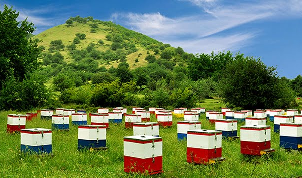 Μελισσοκομικό πρόγραμμα 2022 – Ξεκινούν οι αιτήσεις