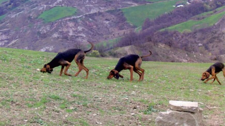 Πανελλήνιοι αγώνες με ιχνηλάτες σκύλους στη Γορτυνία