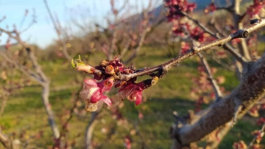 Δήμος Βόρειας Κυνουρίας «Υποβολή δηλώσεων ζημιάς για καλλιέργειες που επλήγησαν από τον παγετό της 13ης Μαρτίου»