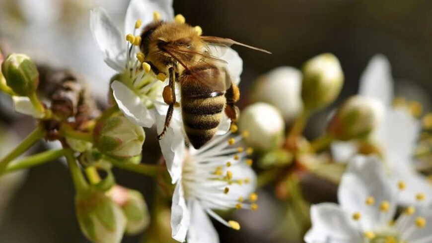 Οι ανοιξιάτικοι ψεκασμοί, τα  μέτρα προστασίας για τις μέλισσες και η ορθολογική χρήση των γεωργικών φαρμάκων