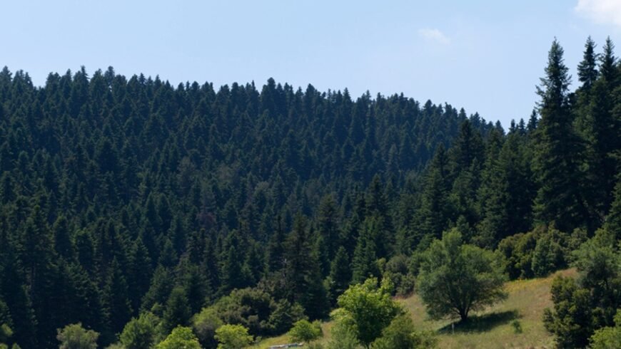 2ήμερο εργαστήριο για τις δασικές πυρκαγιές στις 7 & 8 Μαϊου στο Πνευματικό Κέντρο Μεγαλόπολης