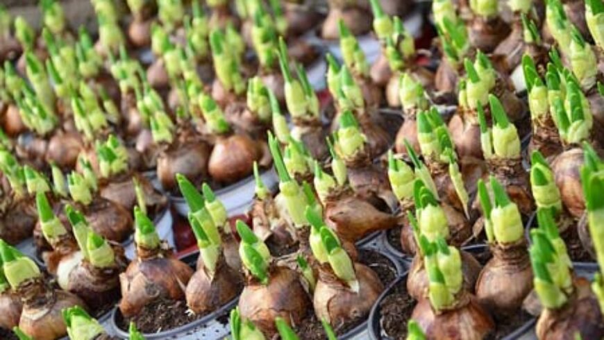 Δυνατότητα παραγωγής βολβών για κατανάλωση & διάθεση σπόρων για νέους καλλιεργητές
