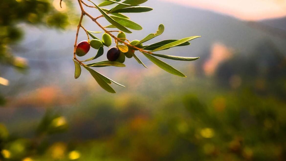 Θέματα δακοκτονίας στο σύνολο της Περιφέρειας Πελοποννήσου ανέλυσε σε συνέντευξη Τύπου ο αντιπεριφερειάρχης Πρωτογενούς Τομέα