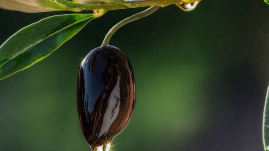 Δυνατότητα ενίσχυσης σε επιχειρήσεις επεξεργασίας ελαιοκάρπου που επλήγησαν πέρυσι οικονομικά λόγω της covid-19 και των πυρκαγιών