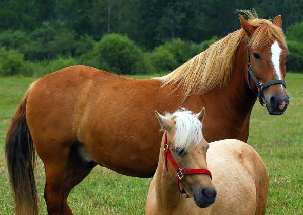 ΑΝΑΚΟΙΝΩΣΗ ΓΙΑ ΙΔΙΟΚΤΗΤΕΣ ΙΠΠΟΕΙΔΩΝ