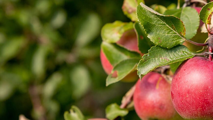 Στήριξη των παραγωγών μήλων σε Αρκαδία και Κορινθία ζητεί από το υπουργείο Αγροτικής Ανάπτυξης ο περιφερειάρχης Πελοποννήσου Π. Νίκας
