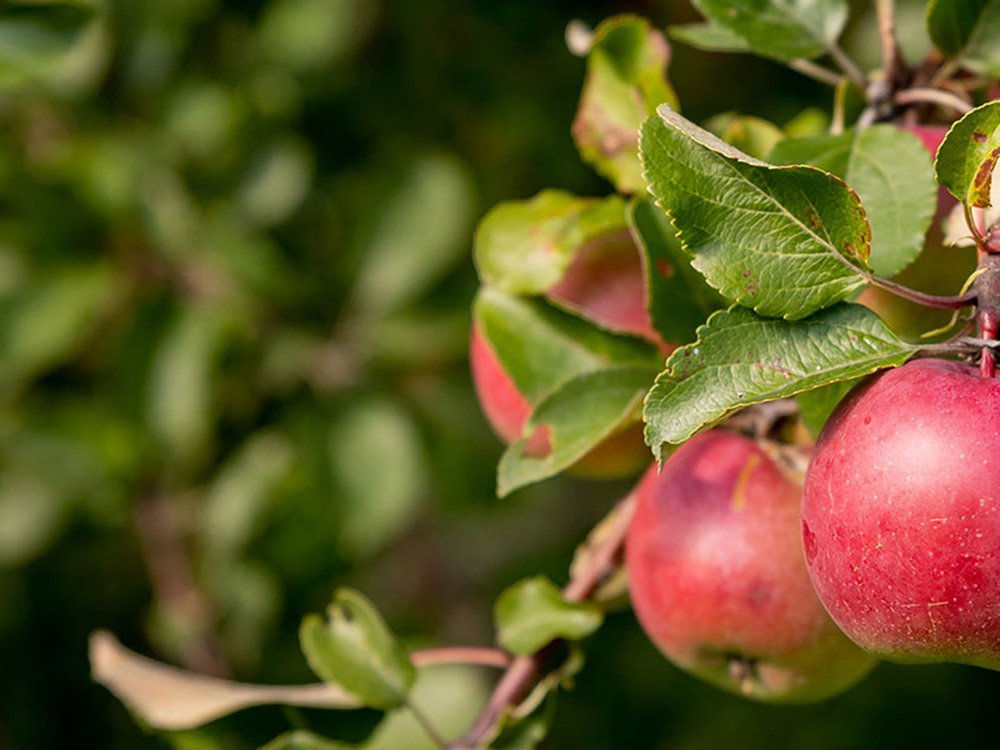 Στήριξη των παραγωγών μήλων σε Αρκαδία και Κορινθία ζητεί από το υπουργείο Αγροτικής Ανάπτυξης ο περιφερειάρχης Πελοποννήσου Π. Νίκας