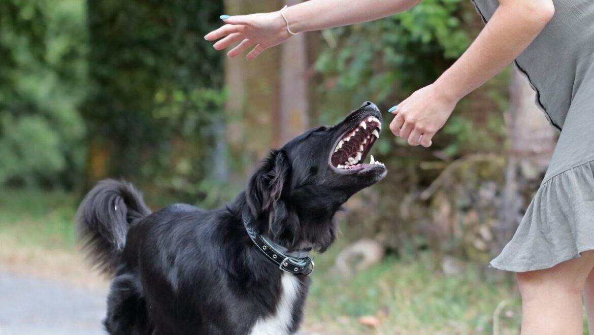 Τραυματίστηκε γυναίκα στην προσπάθειά της να αποφύγει αδέσποτα σκυλιά στην Τρίπολη !!!