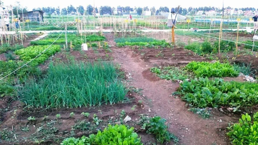 Ξεκινά ο δημοτικός Λαχανόκηπος του Δήμου Τρίπολης
