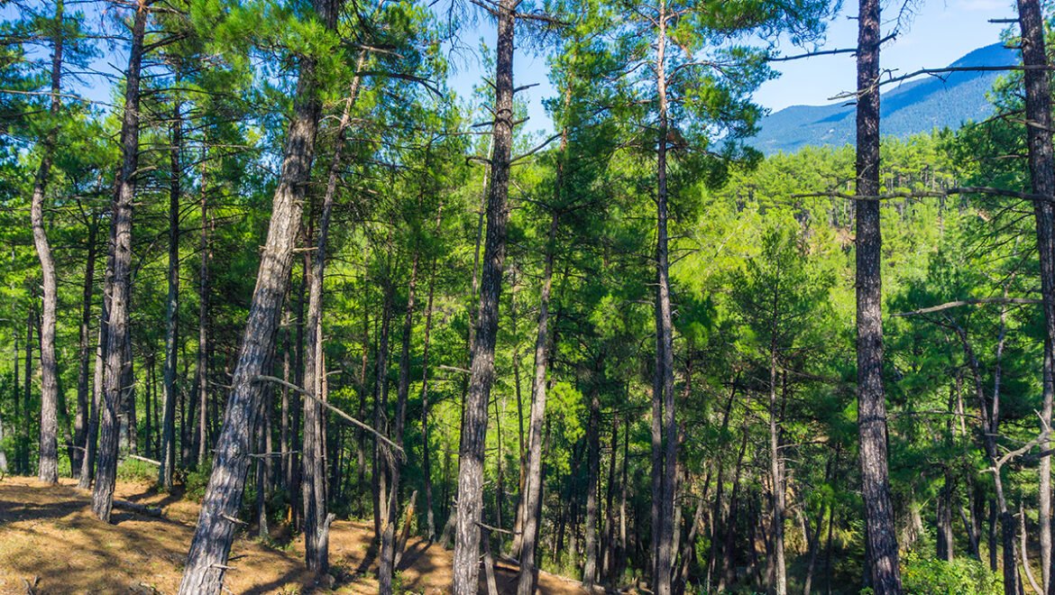 Απαγόρευση κυκλοφορίας σε περιοχές NATURA, πάρκα και άλση στις Περιφερειακές Ενότητες Αργολίδας, Κορινθίας και Λακωνίας