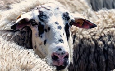 Πανώλη στα αιγοπρόβατα: Πάνω από 100 κτηνίατροι ξεκίνησαν ελέγχους στη Θεσσαλία