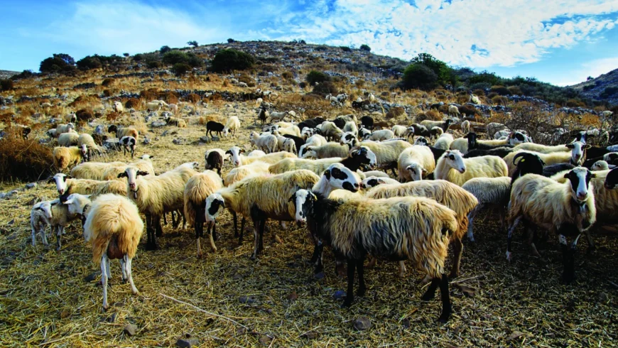 Δεν υπάρχει κρούσμα πανώλης στον Δήμο Γορτυνίας