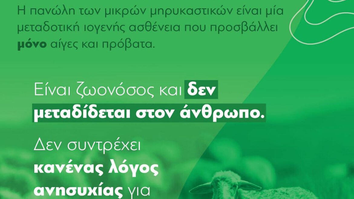 Εμφάνιση 2ης εστίας Πανώλους μικρών μηρυκαστικών στην Π.Ε. Κορινθίας | Ενημέρωση και πληροφορίες