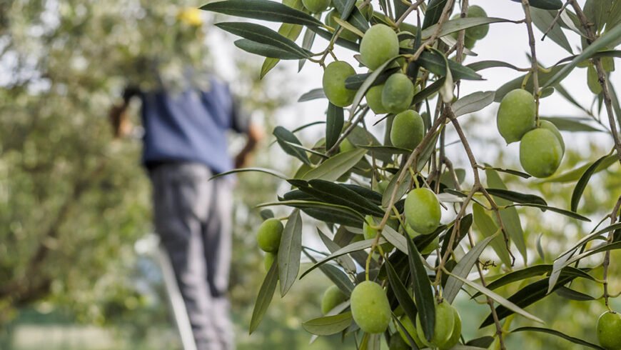 ΄΄Συνεχείς προσπάθειες ενίσχυσης του πρωτογενούς τομέα στο Δήμο Β. Κυνουρίας΄΄