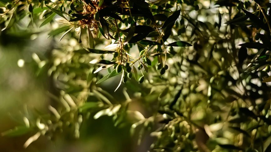 Στα ζητήματα πρωτογενούς παραγωγής και ζημιών στον ελαιοκομικό τομέα εστίασε ο Αντιπεριφερειάρχης ΠΕ Μεσσηνίας