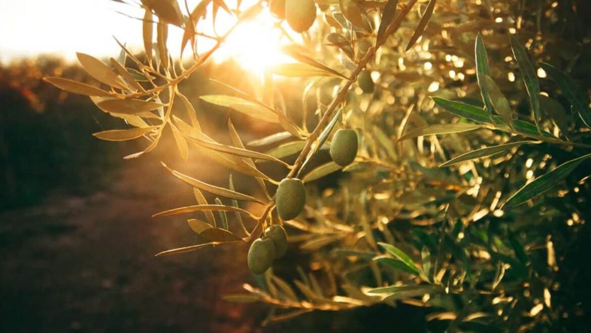 Δύσκολη χρονιά.. για την ελαιοπαραγωγή λόγω ανομβρίας