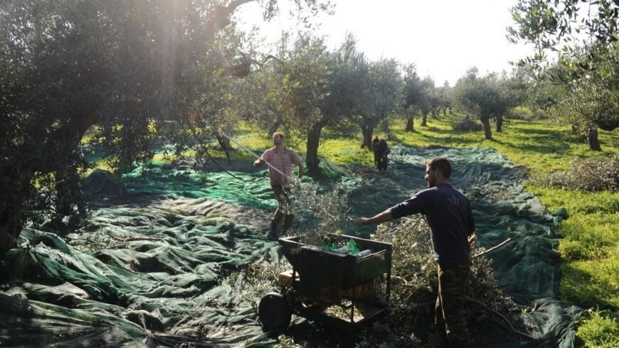Σε απόγνωση οι ελαιοπαραγωγοί.. Ζητούν στήριξη από το κράτος
