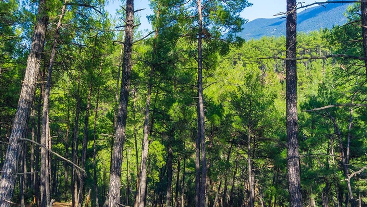 Αποφάσεις απαγόρευσης κυκλοφορίας σε δάση και περιοχές NATURA κατά την αντιπυρική περίοδο 2025 σύμφωνα με τον δείκτη επικινδυνότητας