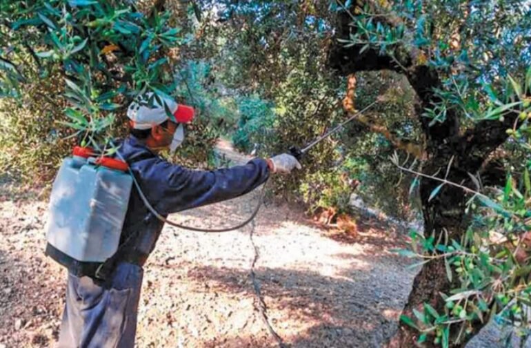 Έναρξη δακοκτονίας στην Περιφέρεια Πελοποννήσου