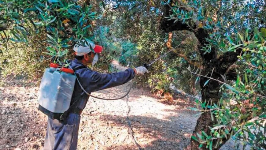 Έναρξη δακοκτονίας στην Περιφέρεια Πελοποννήσου