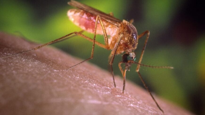 Ιός Δυτικού Νείλου: Πρώτο κρούσμα στην Κρήτη – 60χρονος νοσηλεύεται στο ΠΑΓΝΗ