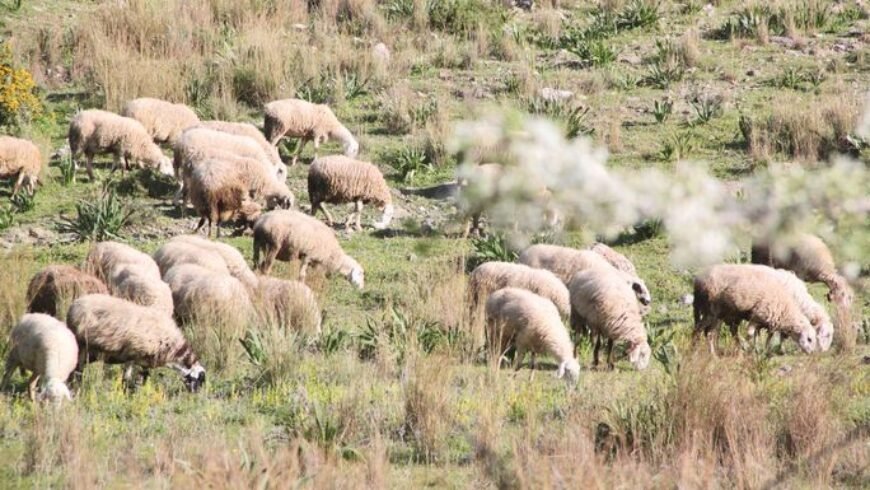 Κρούσμα καταρροϊκού πυρετού στη Λακωνία