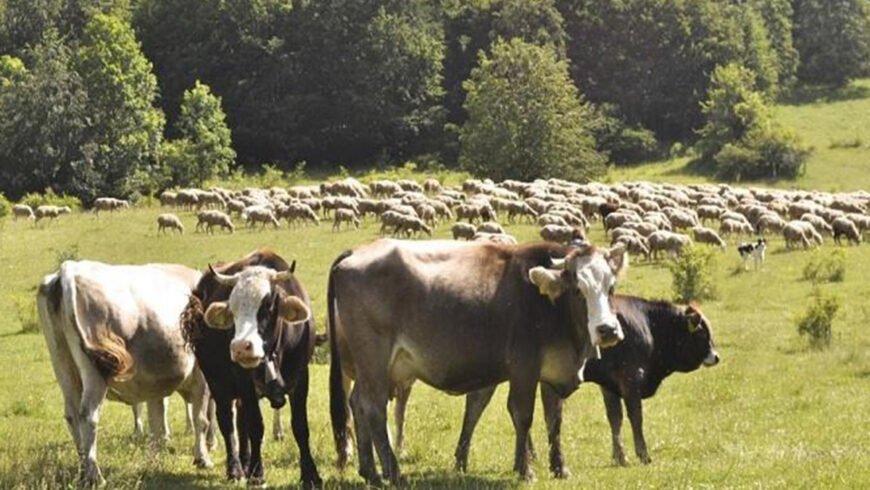 Ενημέρωση για κρούσμα καταρροϊκού πυρετού στη Λακωνία