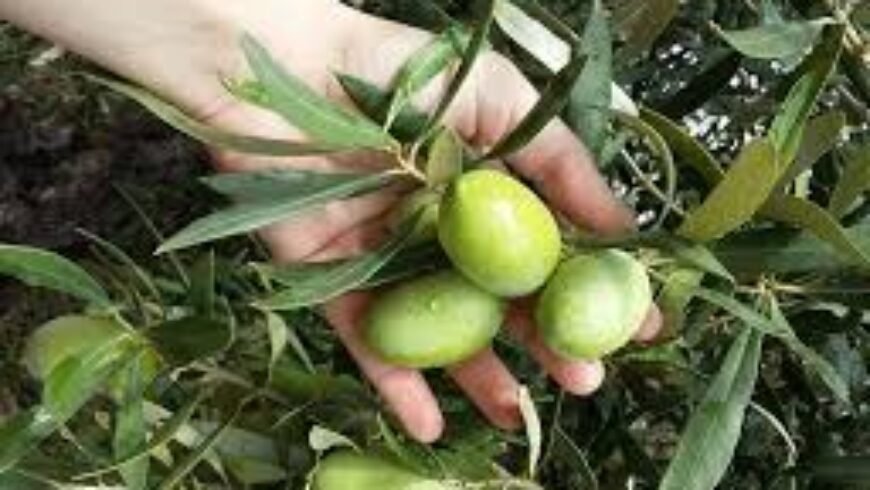 Γ.Φαράντος : ΄΄Διεκδικούμε κατοχύρωση ονομασίας προέλευσης της ελιάς γίγας Δολιανών΄΄