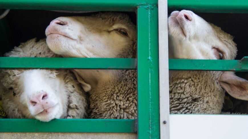 Οι καταγγελίες για παράνομους εμβολιασμούς, το ανεφάρμοστο lockdown και το στοίχημα του φετινού χειμώνα