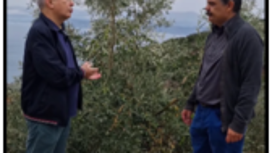 Φαράντος: Υπερασπιζόμαστε τους αγρότες της Αρκαδίας – Όχι στην υποτίμηση της Ελιάς Δολιανών (γαϊδουροελιάς)