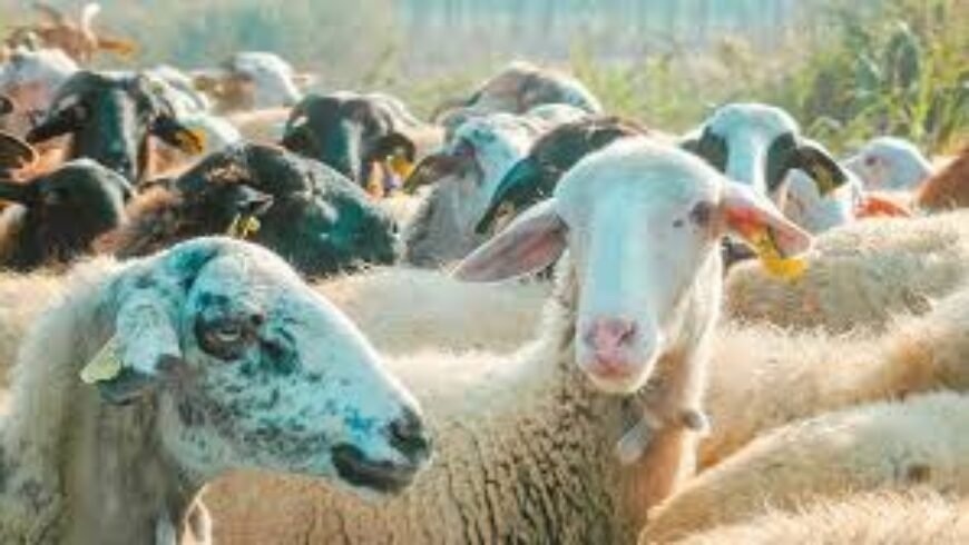 Αιγοπρόβατα: Κυκλοφορεί στην ΕΕ νόμιμο εμβόλιο για την ευλογιά – Γιατί δεν διατίθεται στη χώρα μας