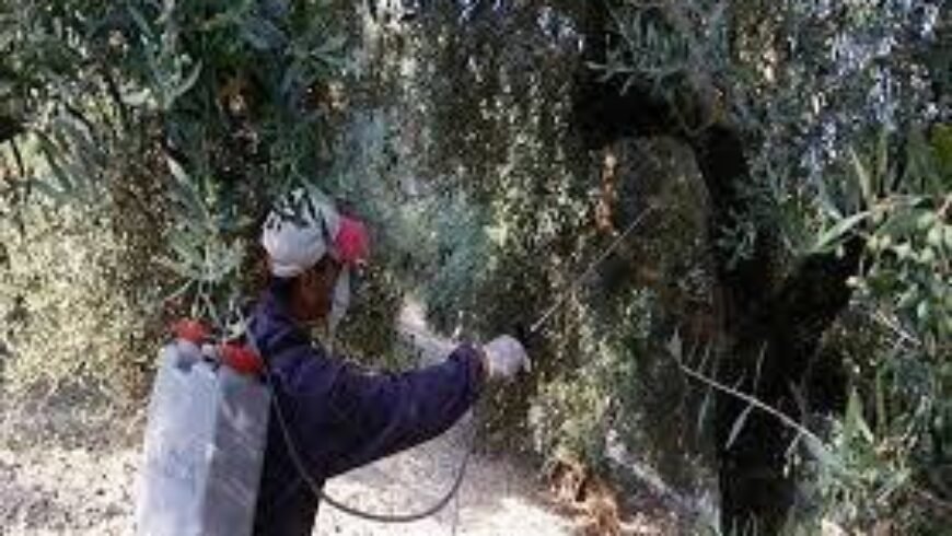 Συνεχίζεται η δακοκτονία για την προστασία της ελαιοπαραγωγής