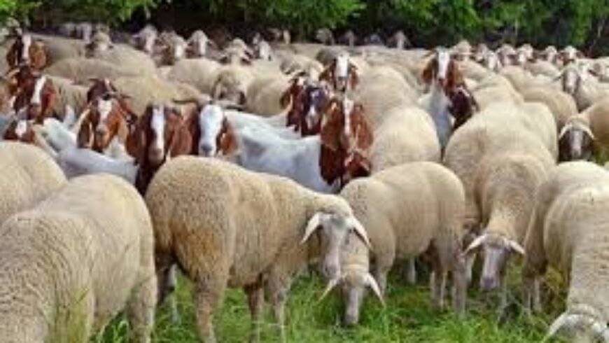 Ενημέρωση για την ευλογιά αιγοπροβάτων