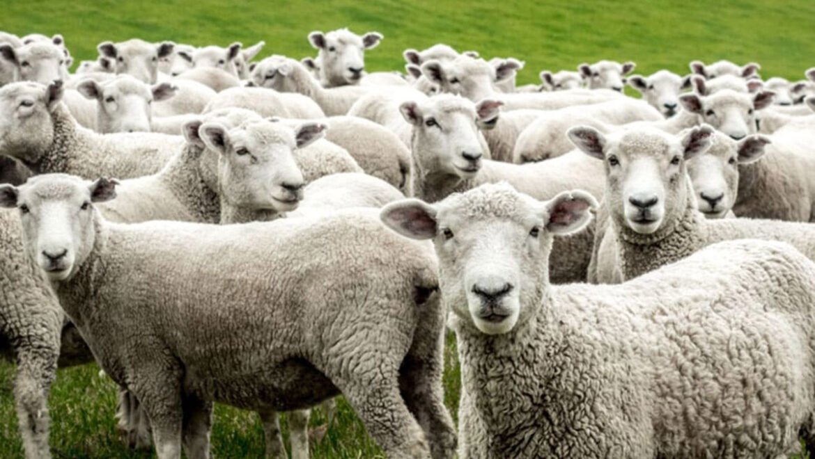 Ενημέρωση για το κρούσμα καταρροϊκού πυρετού σε εκτροφή αιγοπροβάτων στο Δήμο Μεσσήνης