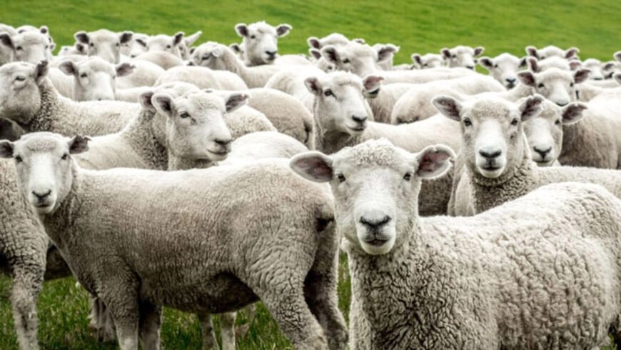 Ενημέρωση για το κρούσμα καταρροϊκού πυρετού σε εκτροφή αιγοπροβάτων στο Δήμο Μεσσήνης