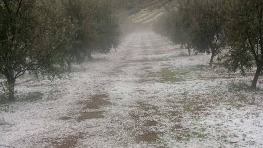 Χαλαζόπτωση | Κλιμάκια του ΕΛΓΑ στις πληγείσες περιοχές μετά από πρωτοβουλία της Περιφέρειας Πελοποννήσου