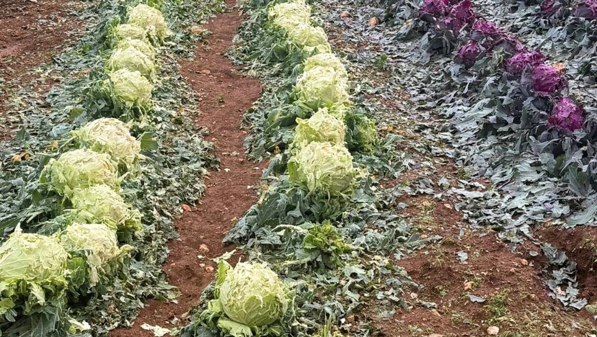 Ο Δήμος Κορινθίων ζητά να κηρυχθεί σε κατάσταση έκτακτηςανάγκης η Δημοτική Ενότητα Τενέας