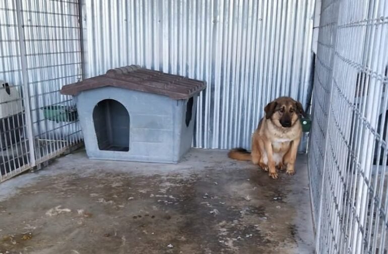 Χασάπης Ιωάννης: «Διαθέτουμε ένα σύγχρονο και οργανωμένο καταφύγιο αδέσποτων ζώων»