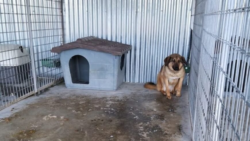 Χασάπης Ιωάννης: «Διαθέτουμε ένα σύγχρονο και οργανωμένο καταφύγιο αδέσποτων ζώων»