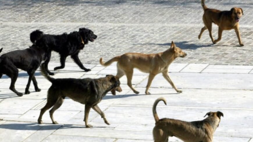 Καταγγελίες σχετικά με την οργανωμένη εγκατάλειψη μεγάλου αριθμού αδέσποτων σκύλων εντός της πόλης της Τρίπολης
