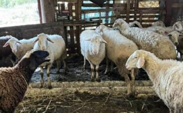 Πρώτο επιβεβαιωμένο κρούσμα ευλογιάς των προβάτων στην Ήπειρο