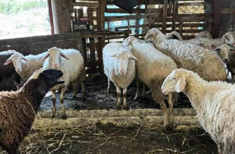 Πρώτο επιβεβαιωμένο κρούσμα ευλογιάς των προβάτων στην Ήπειρο