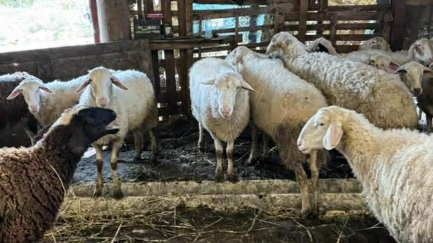 Πρώτο επιβεβαιωμένο κρούσμα ευλογιάς των προβάτων στην Ήπειρο