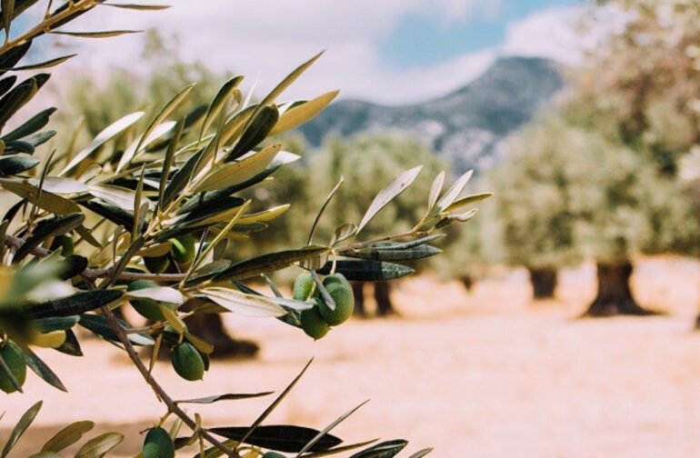 Σεμινάριο για το κλάδεμα ελαιόδεντρων από την Περιφέρεια Πελοποννήσου στο πλαίσιο του OliveOilMedNet