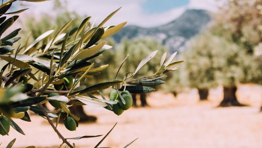 Σεμινάριο για το κλάδεμα ελαιόδεντρων από την Περιφέρεια Πελοποννήσου στο πλαίσιο του OliveOilMedNet