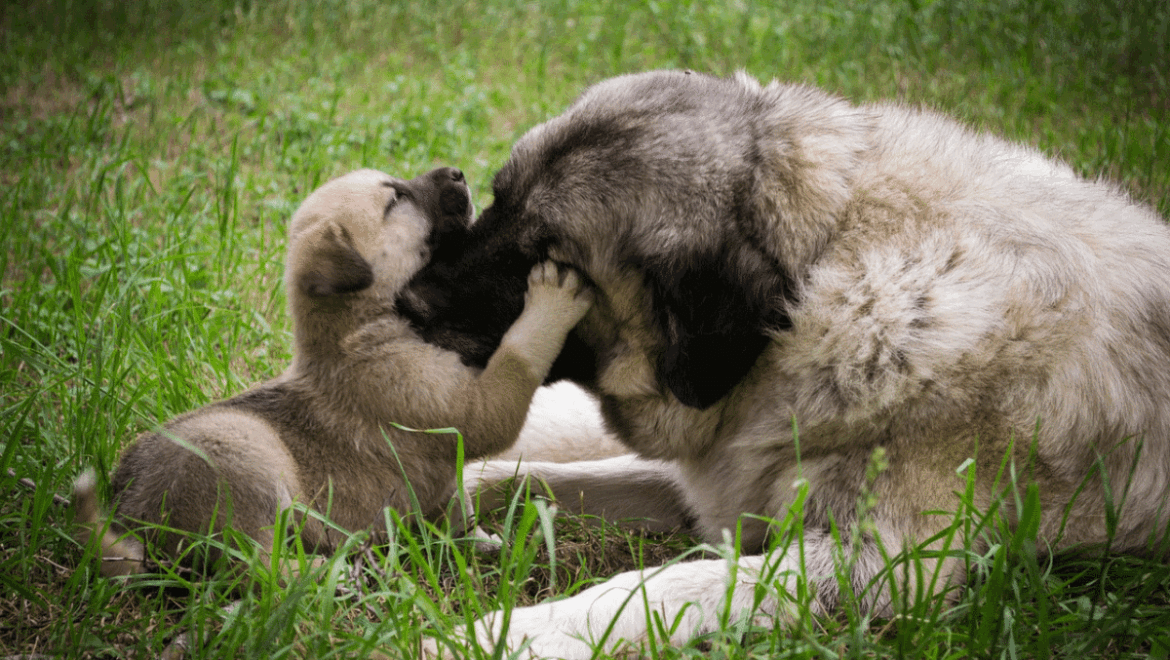 Θέμα: «Διαδικασία και προϋποθέσεις για την αναπαραγωγή δεσποζόμενων ζώων συντροφιάς»