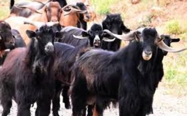 «Μέτρα από την ΕΕ για τα κρούσματα αφθώδους πυρετού στη Λέσβο και την δίκαιη και έγκαιρη αποζημίωση των κτηνοτρόφων που πλήττονται», ζητά με ερώτησή του προς την Ευρωπαική Επιτροπή ο Μανώλης Κεφαλογιάννης