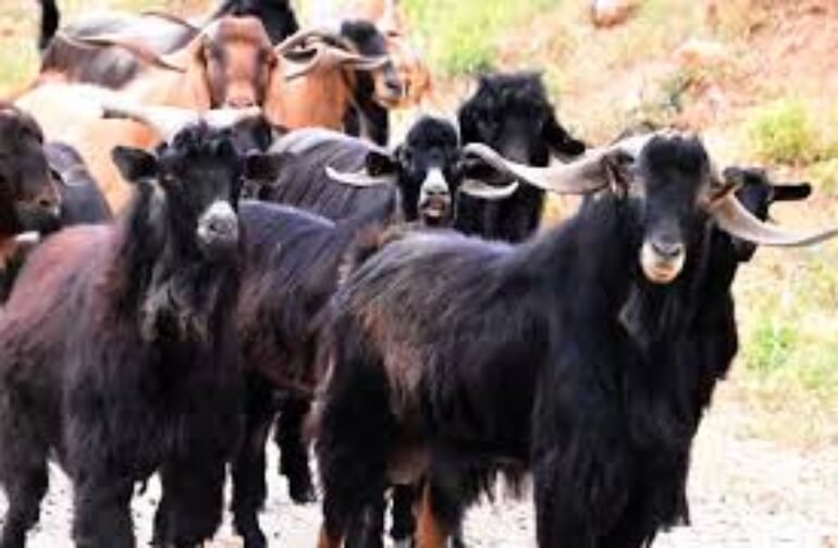 «Μέτρα από την ΕΕ για τα κρούσματα αφθώδους πυρετού στη Λέσβο και την δίκαιη και έγκαιρη αποζημίωση των κτηνοτρόφων που πλήττονται», ζητά με ερώτησή του προς την Ευρωπαική Επιτροπή ο Μανώλης Κεφαλογιάννης