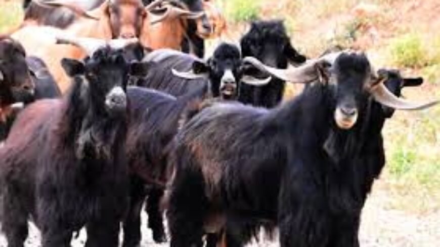 «Μέτρα από την ΕΕ για τα κρούσματα αφθώδους πυρετού στη Λέσβο και την δίκαιη και έγκαιρη αποζημίωση των κτηνοτρόφων που πλήττονται», ζητά με ερώτησή του προς την Ευρωπαική Επιτροπή ο Μανώλης Κεφαλογιάννης